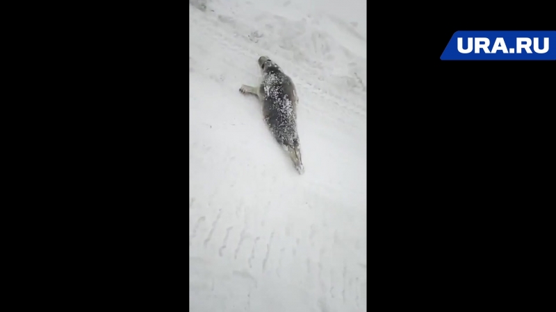 Жители ямальского поселка встретили на улице тюленя