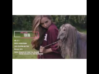 Meet iraida the afghan hound high maintenance, boujie bitch, hates being told what to do and has a banging blow dry but enough