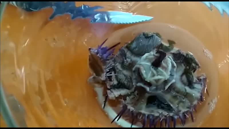 A film crew from the capital eats a sea urchin for the first time