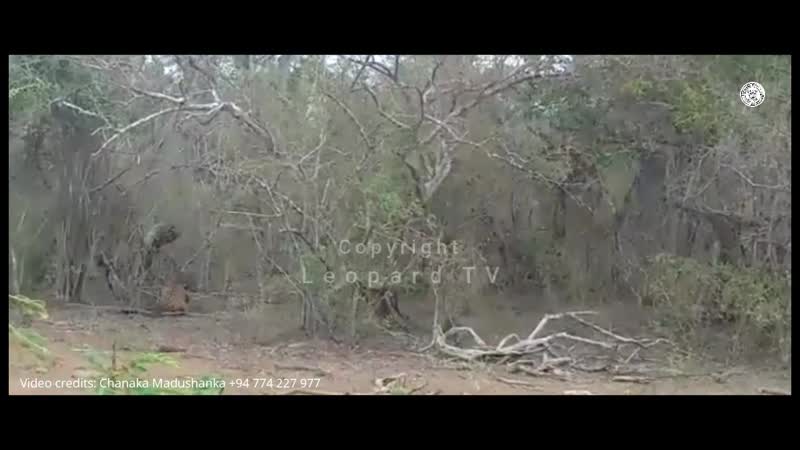 Леопард охотится на крупный рогатый скот