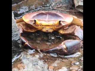 Overprotective mother crab