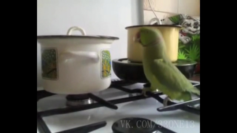 Попуг dolbit normalno