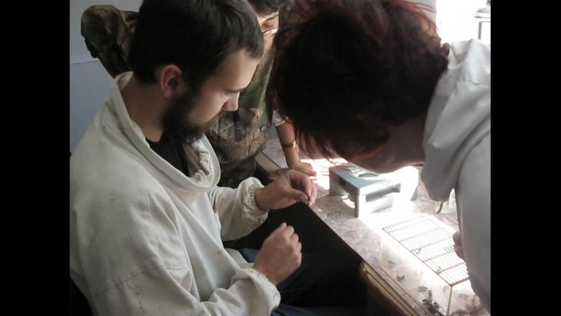 Изъятие спермы трутня