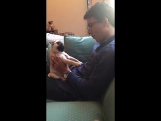 Puppy reacts adorably to whistling 989153