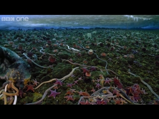 Life timelapse of swarming monster worms and sea stars bbc one