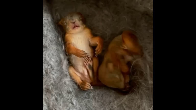 Актриса евгения крюкова на своей даче в переделкино нашла слепых новорожденных бельчат