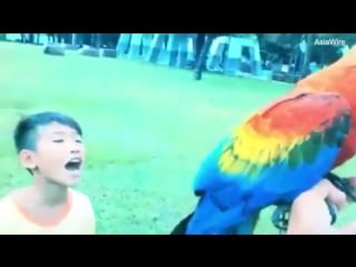 Отец вырвал сыну зуб при помощи попугая тайвань (vhs video)