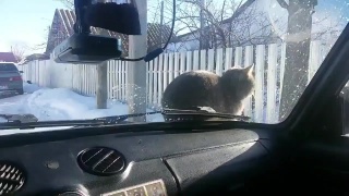 Принципиальный кот занял свое место