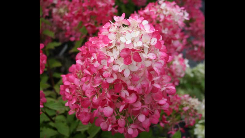 Гортензия pink diamond от azorinaflowers