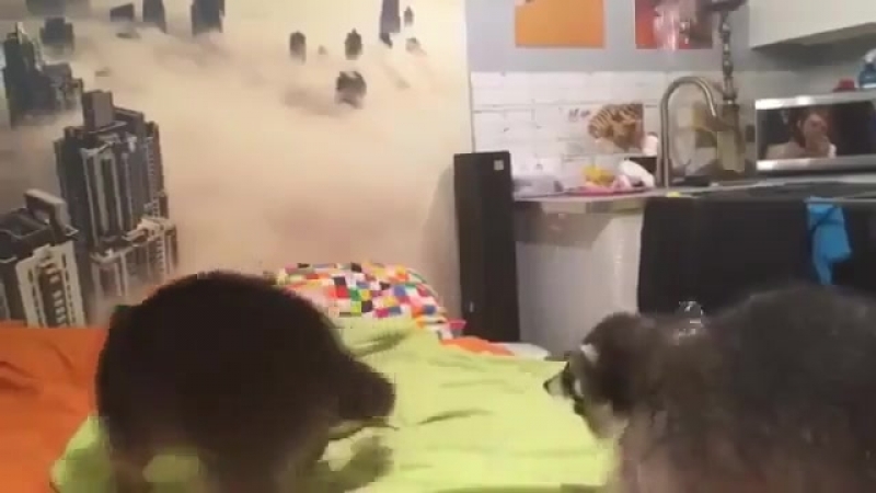 Пузыри и еноты