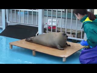 Chonk gets weighed