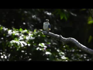 Forest kingfisher kalgoorlie girl