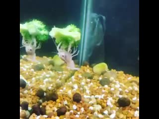 Happy easter everyone! heart ️ to celebrate here is a video of a crayfish riding a pi ( 612 x 612 ) mp4