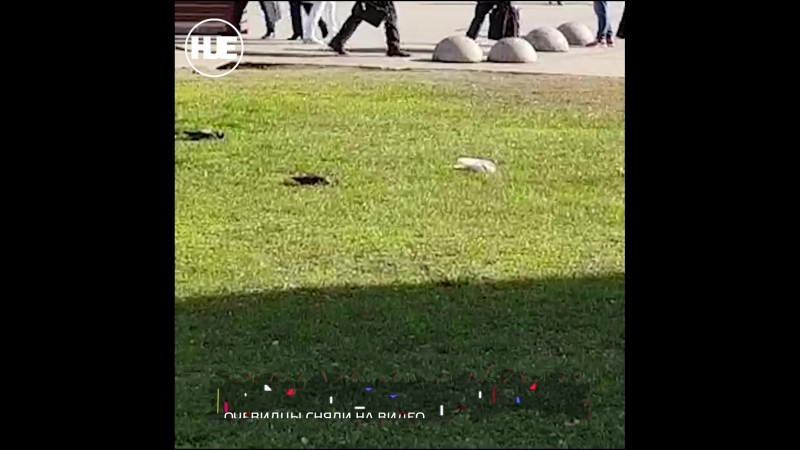 Массовое porn video – В москве у метро бабушкинская массовое отравление голубей