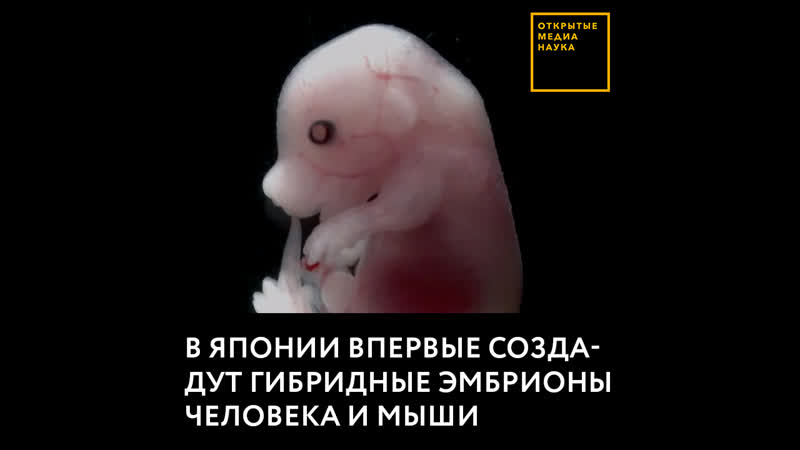 В японии впервые создадут гибридные эмбрионы человека и мыши