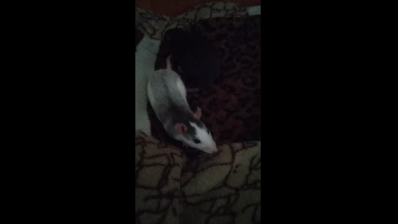 Чуча и жужа в гостях у милаши