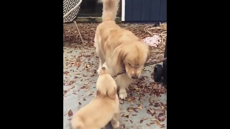 Учись сынок,пока я жива!!!