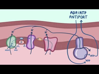 3 electron transport chain and oxidative phosphorylation