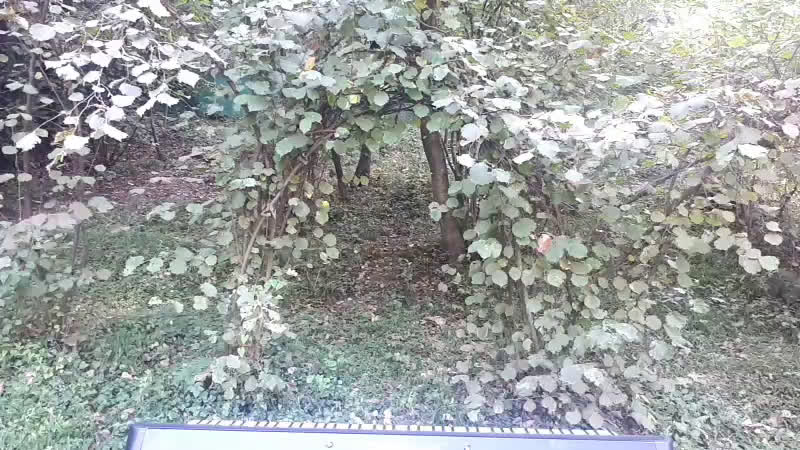 🏡freeдом🔮звуковибрационный купол🔮angelus sol🌟