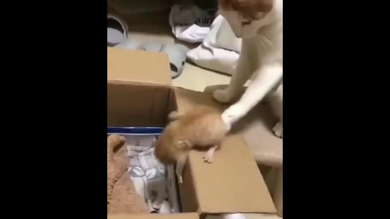 Без лишних церемоний