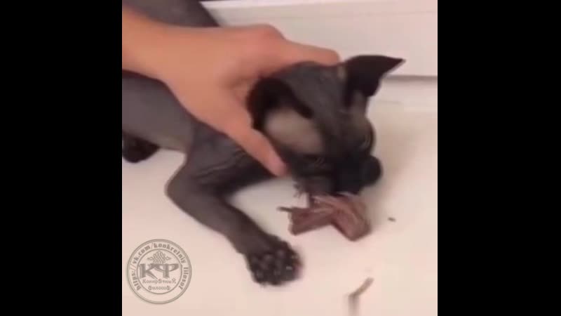 В большой семье клювом не щёлкай