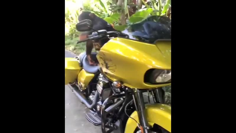Monkey on harleydavidson