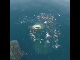 Have you ever seen such a beautiful sight whale sharks feeding on baitfish at mafia island, tanzania