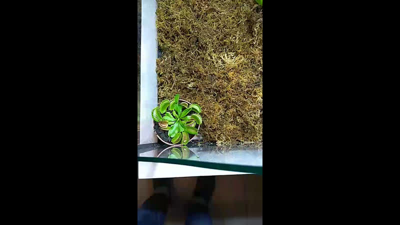 Жучки паучки | антикафе ● live