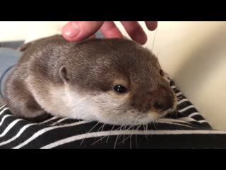 カワウソさくら 朝の挨拶！カワウソ式ほふく前進 morning greeting otter