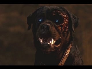 Rottweiler