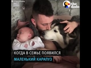 Песик учится делится вниманием хозяина