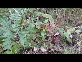 Vid 20200913 143143 mp4