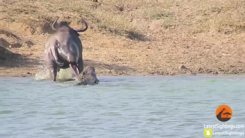 Бегемоты отбили антилопу у крокодила