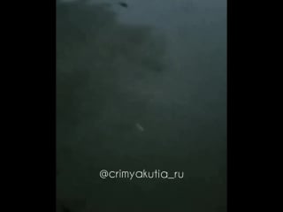 Пьяные чайки