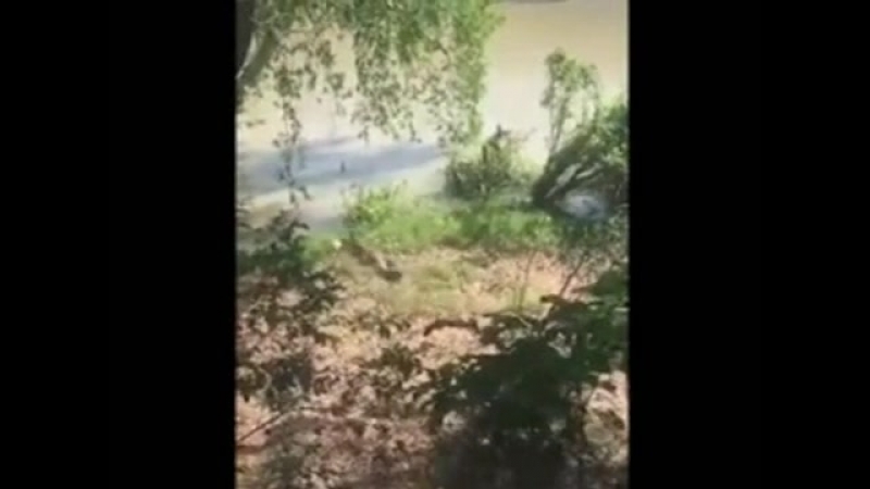 Крокодил съел издевавшуюся над ним десять лет молодые