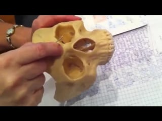 Полость носа cavitas nasi