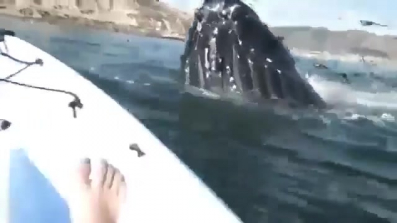 Морское чудовище или монстр хищник