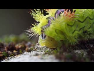 Stinging nettle slug moth caterpillar