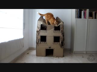 A year in the life of a cat cardboard house