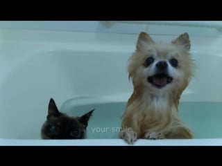 Приколы с котами приколы собаки funny cats 2016 приколы 2016