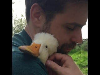 Утёнок любит обниматься