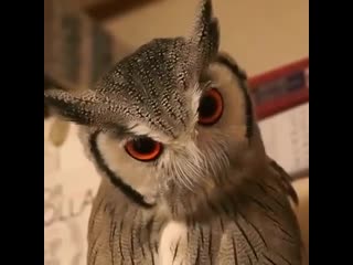 Activate porn mode перевод
активируйте режим запугивания