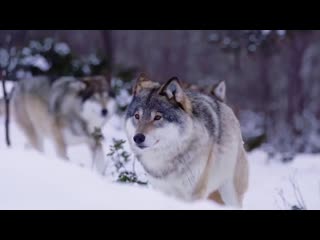 А вы знаете как устроена волчья стая