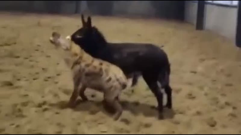 Осёл против гиены