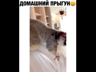 Домашний прыгун 😆