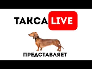 Питомник я такса 🔴day 27 щенки таксы онлайн 🔴 dachshund puppies online
