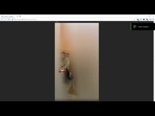 Vjlink молодые питона