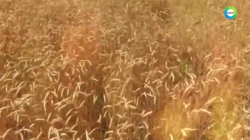 Молодые войны секс блокадного ленинграда 2020 #мыпомним #ленинград #санктпетербург