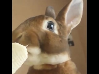 Пушистая милота | кроля кушает банан