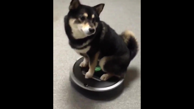 Сиба ину катается на роботе пылесосе